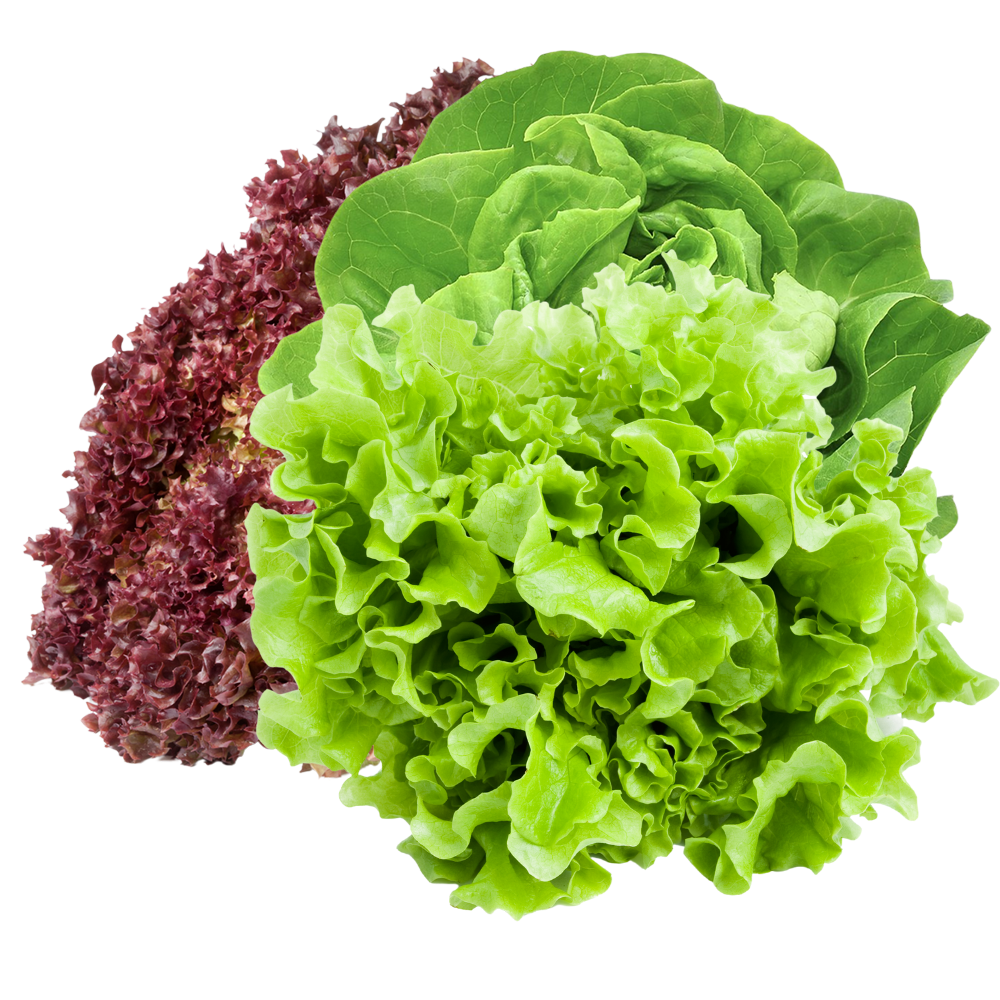 Mix Lettuce - Hydroponically Grown, 100 - 150 g